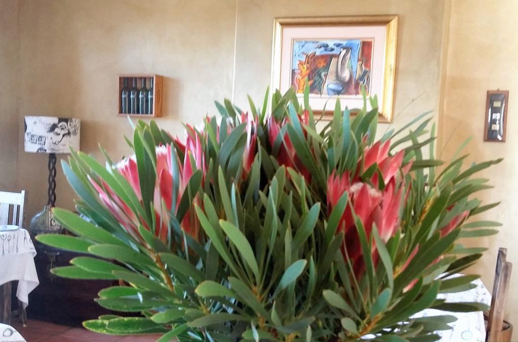 Bucaco Sud Guest House Betty's Bay Eksteriør billede