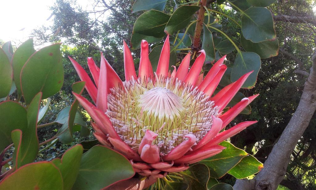 Bucaco Sud Guest House Betty's Bay Eksteriør billede
