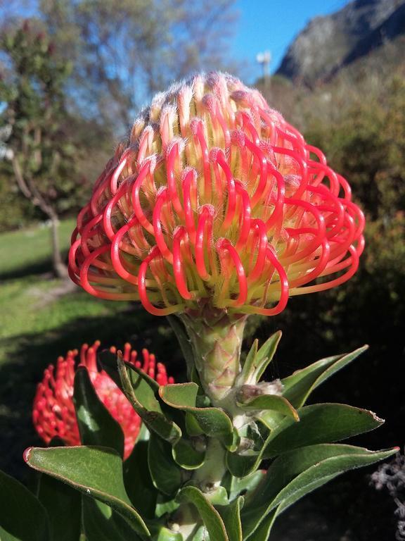 Bucaco Sud Guest House Betty's Bay Eksteriør billede